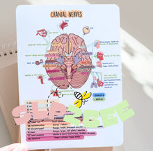 Load image into Gallery viewer, SLP Gift Box, SLPA/SLP2Bee