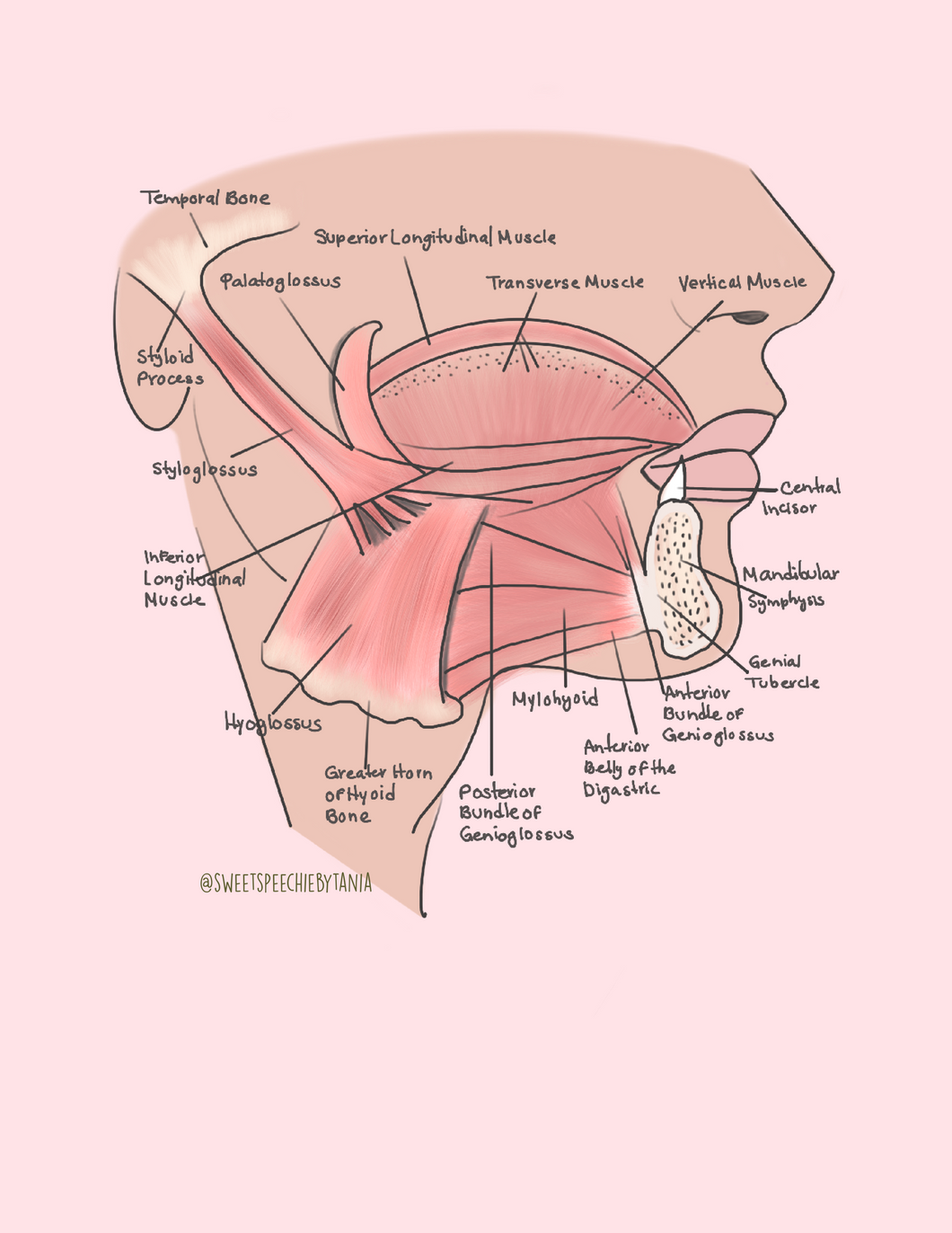 Freebie muscles of tongue Diagram/ Digital prints