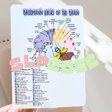 Load image into Gallery viewer, The Brain Neuroanatomy bundle Study cards/ stationery
