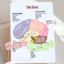 Load image into Gallery viewer, The Brain Neuroanatomy bundle Study cards/ stationery
