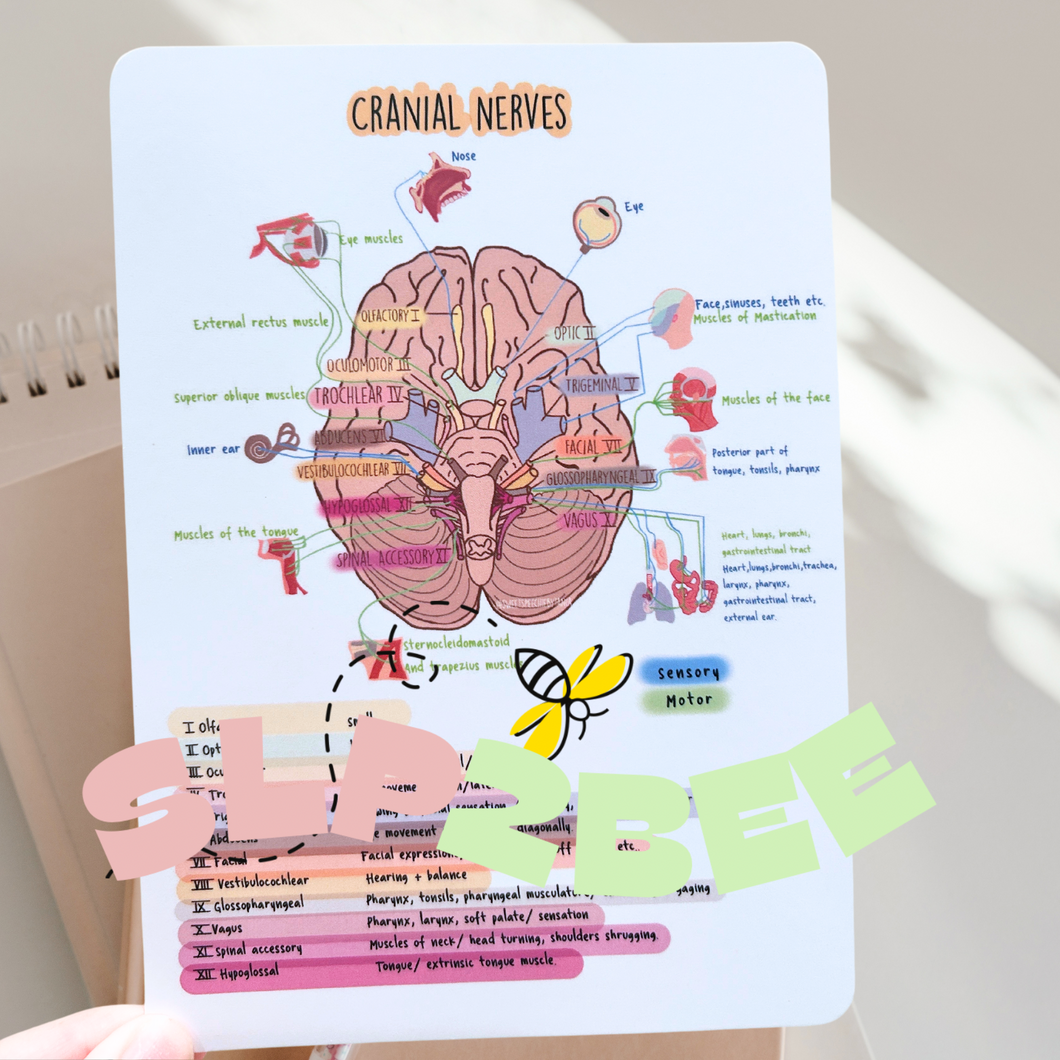 The Brain Neuroanatomy bundle Study cards/ stationery