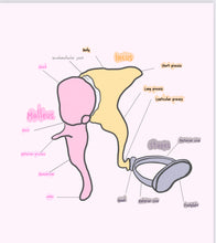 Load image into Gallery viewer, Digital Prints/ Ear Ossicles with Drawing page
