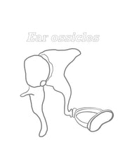 Load image into Gallery viewer, Digital Prints/ Ear Ossicles with Drawing page
